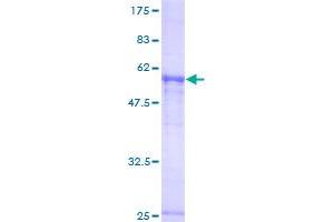 Image no. 1 for Poly(A) Polymerase alpha (PAPOLA) (AA 1-285) protein (GST tag) (ABIN1313970)