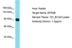 Host: Rabbit Target Name: EFR3B Sample Type: 721_B Whole Cell lysates Antibody Dilution: 1. (EFR3B anticorps  (C-Term))