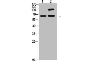 Western Blot analysis of 1,Hela 2,Mouse-kidney cells using primary antibody diluted at 1:2000(4 °C overnight). (COL13A1 anticorps  (AA 41-90))
