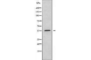 Western blot analysis of extracts from COLO205 cells, using YBOX2 antibody. (YBX2 anticorps  (C-Term))