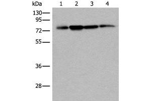 Western blot analysis of 293T Hela and A375 cell lysates using PHF21A Polyclonal Antibody at dilution of 1:400 (PHF21A anticorps)