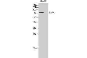 Western Blotting (WB) image for anti-Fas (TNFRSF6) Associated Factor 1 (FAF1) (C-Term) antibody (ABIN3184577) (FAF1 anticorps  (C-Term))