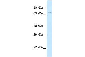 WB Suggested Anti-Apbb2 Antibody Titration: 1. (APBB2 anticorps  (N-Term))
