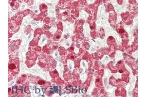 IHC-P analysis of Human Liver Tissue, with HE staining. (IFNB1 anticorps  (AA 22-187))