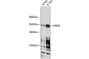 Western blot analysis of extracts of various cell lines, using NBAS antibody (ABIN1680973, ABIN3019188, ABIN3019189 and ABIN6220752) at 1:1000 dilution. (NBAS anticorps  (AA 1-70))