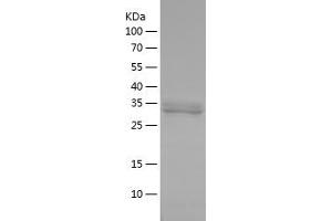 Western Blotting (WB) image for Protein Phosphatase 1, Catalytic Subunit, beta Isoform (PPP1CB) (AA 298-324) protein (His-IF2DI Tag) (ABIN7124662)
