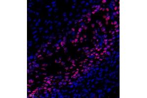 Immunofluorescence of paraffin embedded rat embryonic rat using SP7 (ABIN7075694) at dilution of 1:500 (400x lens)