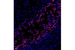 Immunofluorescence of paraffin embedded rat embryonic rat using SP7 (ABIN7075694) at dilution of 1:500 (400x lens) (SP7 anticorps)