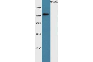 Lane 1: Mouse muscle lysates probed with Rabbit Anti-Cyclin A1 Polyclonal Antibody, Unconjugated (ABIN714026) at 1:300 overnight at 4 °C. (Cyclin A1 anticorps  (AA 211-310))