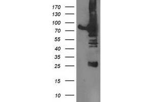 Western Blotting (WB) image for anti-Dipeptidyl-Peptidase 3 (DPP3) antibody (ABIN1497829) (DPP3 anticorps)