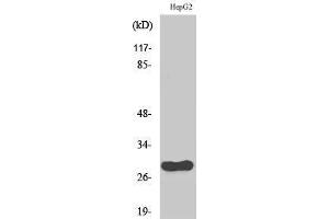 Western Blotting (WB) image for anti-Cell Division Cycle Associated 3 (CDCA3) (C-Term) antibody (ABIN3183827) (CDCA3 anticorps  (C-Term))