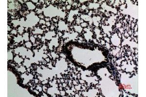 Immunohistochemistry (IHC) analysis of paraffin-embedded Mouse Lung, antibody was diluted at 1:100.