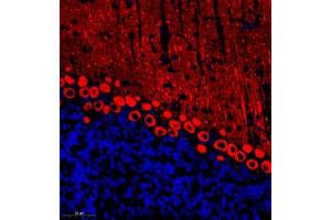 Immunofluorescent analysis of paraffin embedded mouse cerebellum using HOMER3 (ABIN7074257) at dilution of 1: 700 (HOMER3 anticorps)