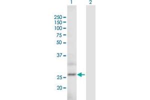 Western Blot analysis of ARPC5L expression in transfected 293T cell line by ARPC5L MaxPab polyclonal antibody. (ARPC5L anticorps  (AA 1-153))
