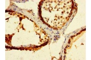 Immunohistochemistry of paraffin-embedded human testis tissue using ABIN7165779 at dilution of 1:100 (MAEL anticorps  (AA 1-200))