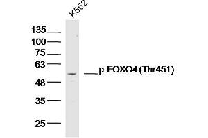 K562 lysates probed with p-FOXO4 (Thr451) Polyclonal Antibody, Unconjugated  at 1:300 dilution and 4˚C overnight incubation. (FOXO4 anticorps  (pThr451))