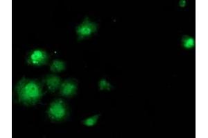 Anti-SAMHD1 mouse monoclonal antibody (ABIN2453937) immunofluorescent staining of COS7 cells transiently transfected by pCMV6-ENTRY SAMHD1 (RC206013). (SAMHD1 anticorps)