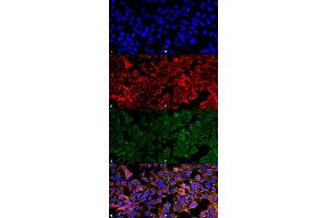 Immunocytochemistry/Immunofluorescence analysis using Mouse Anti-Malondialdehyde Monoclonal Antibody, Clone 11E3 . (Malondialdehyde anticorps  (HRP))