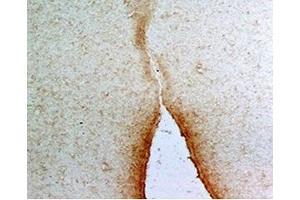 Rat hypothalamus tissue was stained by anti-AQ-27 (401-433) (Mouse) Serum at 1:100