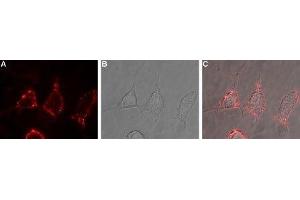 Expression of mGluR2 in rat PC12 cells - Cell surface detection of mGluR2 in live intact rat PC12 pheochromocytoma cells.