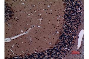 Immunohistochemistry (IHC) analysis of paraffin-embedded Rat Brain, antibody was diluted at 1:100.