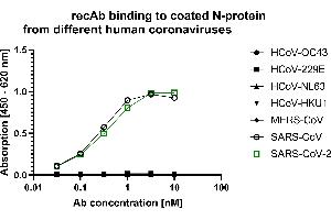 Nucleocapsid protein (N-protein) of different beta-corona strains were coated on an ELISA plate at 100 ng. (Recombinant SARS-CoV-2 Nucleocapsid anticorps  (Whole Molecule))
