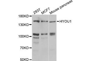 Western blot analysis of extracts of various cell lines, using HYOU1 antibody (ABIN2563312) at 1:1000 dilution. (HYOU1 anticorps)