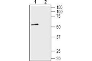 Western blot analysis of mouse brain lysate: - 1. (SNTA1 anticorps  (Intracellular, PH1 Domain))