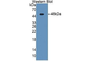 Western blot analysis of the recombinant protein. (KNG1 anticorps  (AA 19-380))