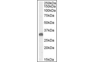 Image no. 1 for anti-OTU Domain, Ubiquitin Aldehyde Binding 1 (OTUB1) (Internal Region) antibody (ABIN374993) (OTUB1 anticorps  (Internal Region))