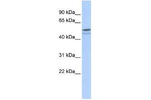 WB Suggested Anti-DMRTA1 Antibody Titration: 0. (DMRTA1 anticorps  (Middle Region))