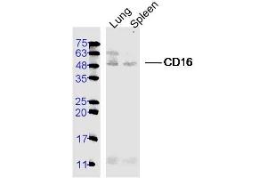 Lane 1: Lung lysates, Lane 2: Spleen lysates probed with CD16 Polyclonal Antibody, Unconjugated  at 1:300 dilution and 4˚C overnight incubation.
