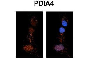 Immunohistochemistry with Rat Brain lysate tissue