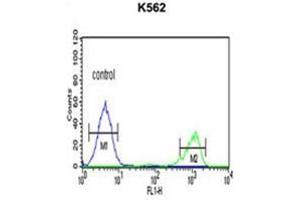 ADH7 Antibody (C-Term) flow cytometric analysis of K562 cells (right histogram) compared to a negative control cell (left histogram). (ADH7 anticorps  (C-Term))
