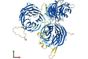 AlphaFold protein structure predicition of Human Recombinant WDR6 Protein, UniprotID Q9NNW5