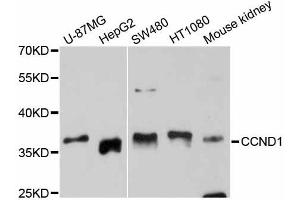 Western blot analysis of extracts of various cell lines, using CCND1 antibody. (Cyclin D1 anticorps  (C-Term))