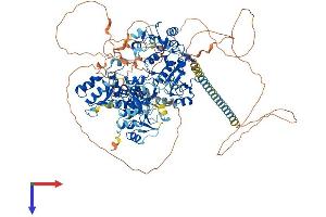 AlphaFold protein structure predicition of Mouse Recombinant Paxip1 Protein, UniprotID Q6NZQ4