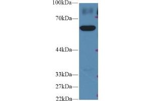 Western Blot; Sample: Human HepG2 cell lysate; Primary Ab: 2µg/ml Rabbit Anti-Rat PKM2 Antibody Second Ab: 0. (PKM2 anticorps  (AA 324-531))