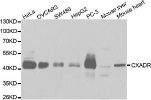 Western blot analysis of extracts of various cell lines, using CXADR antibody (ABIN5970924) at 1/1000 dilution. (Coxsackie Adenovirus Receptor anticorps)