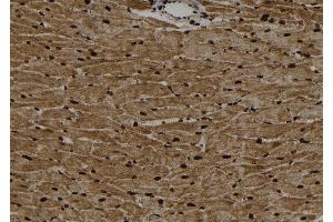 ABIN6267100 at 1/100 staining Rat heart tissue by IHC-P. (ARNTL anticorps  (pSer42))