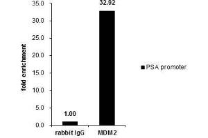 ChIP Image Cross-linked ChIP was performed with PC-3 chromatin extract and 5 μg of either control rabbit IgG or anti-MDM2 antibody.