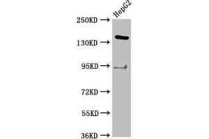 Western Blot Positive WB detected in: HepG2 whole cell lysate All lanes: INO80 antibody at 2. (INO8 (AA 1365-1495) anticorps)