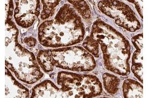 anti-Secretogranin III (SCG3) (Internal Region) antibody