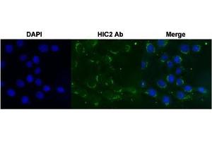 Immunofluorescent staining of Huh7 cell with HIC2 polyclonal antibody  under 4 ug/mL working concentration. (HIC2 anticorps  (AA 395-444))