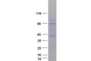 Validation with Western Blot (EIF2AK2 Protein (Transcript Variant 2) (Myc-DYKDDDDK Tag))