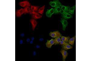 ABIN6259005 and ABIN6276120 staining Hela cells by IF/ICC.