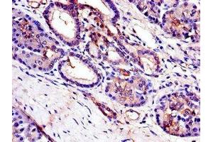 Immunohistochemistry of paraffin-embedded human pancreatic tissue using ABIN7173365 at dilution of 1:100 (TRIB3 anticorps  (AA 152-325))