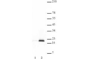 Histone H3 acetyl Lys9 antibody tested by Western blot. (Histone 3 anticorps  (H3K9ac))