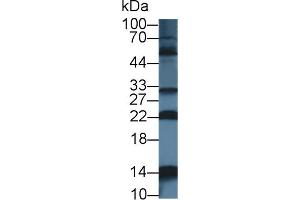 Detection of NUTF2 in Human U2OS cell lysate using Polyclonal Antibody to Nuclear Transport Factor 2 (NUTF2)