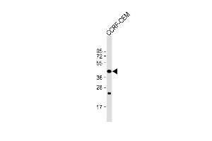 Anti-PTAR1 Antibody (Center) at 1:1000 dilution + CCRF-CEM whole cell lysate Lysates/proteins at 20 μg per lane.